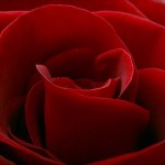 Red_Rose