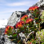 rhodiola-rosea_integrefolia