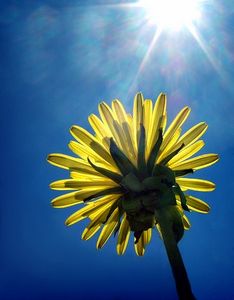 article-new_ehow_images_a05_e7_vb_medicinal-roasted-dandelion-root-tea-800x800
