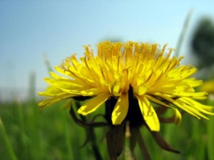 dandelion loves to help you cleanse!