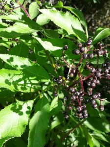 Last year's berries, still on the bush.