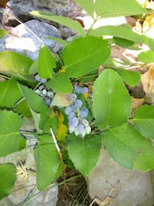 Oregongrape_wild_ripe