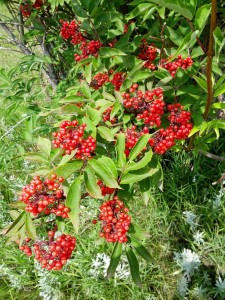 Lovely Red Elderberry.