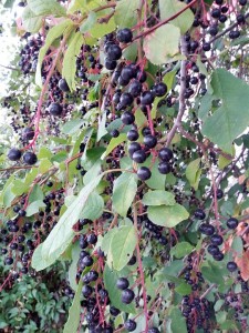 chokecherry_ripe
