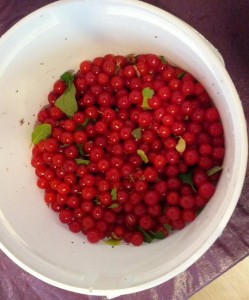 Fill bucket 1/2 full of cherries