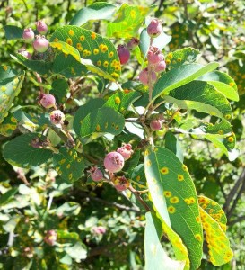 This saskatoon plant has been heavily bitten by insects. Our master gardener tells me they are still good to harvest!