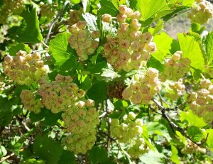 Mysterious member of the Ribes family