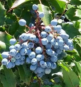 oregongrape_cluster2