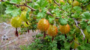 A spikey variety of gooseberry